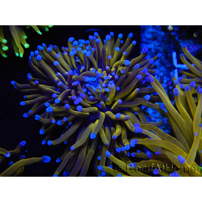 WYSIWYG Euphyllia glabrescens (Maricoltura acclimatata sotto LED) 8F3