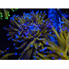 WYSIWYG Euphyllia glabrescens (Maricoltura acclimatata sotto LED) 8F3