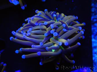 WYSIWYG Euphyllia glabrescens (Mariculture acclimaté sous LED) 8F4