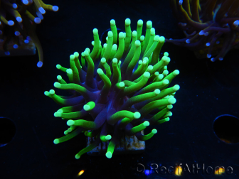 WYSIWYG Euphyllia glabrescens (Maricoltura acclimatata sotto LED) 8C4