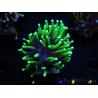 WYSIWYG Euphyllia glabrescens (Mariculture acclimaté sous LED) 8C4