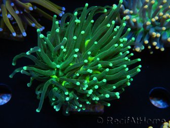 WYSIWYG Euphyllia glabrescens (Maricultura acclimatata sotto LED) 8D5