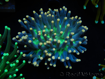 WYSIWYG Euphyllia glabrescens (Maricoltura acclimatata sotto LED) 8D7