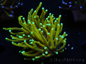 WYSIWYG Euphyllia glabrescens (Maricoltura acclimatata sotto LED) 8E2