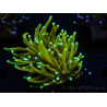 WYSIWYG Euphyllia glabrescens (Maricoltura acclimatata sotto LED) 8E2