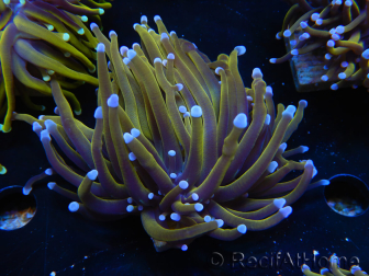 WYSIWYG Euphyllia glabrescens (Maricoltura acclimatata sotto LED) 8E7