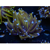 WYSIWYG Euphyllia glabrescens (Maricoltura acclimatata sotto LED) 8E7