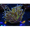 WYSIWYG Euphyllia glabrescens (Maricultura acclimatata sotto LED) 8F1