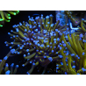 WYSIWYG Euphyllia glabrescens (Maricoltura acclimatata sotto LED) 8F3