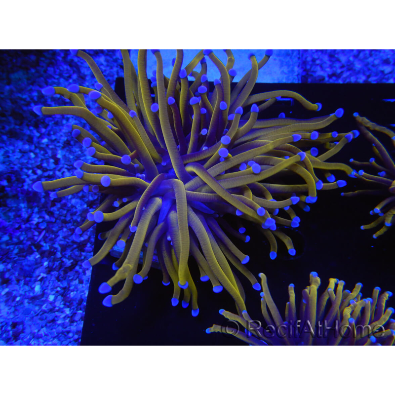 WYSIWYG Euphyllia glabrescens (maricoltura acclimatata sotto LED) 8F5