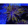 WYSIWYG Euphyllia glabrescens (maricoltura acclimatata sotto LED) 8F5