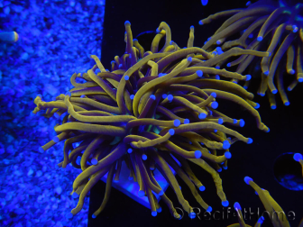 WYSIWYG Euphyllia glabrescens (Maricultura acclimatata sotto LED) 8F6