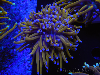 WYSIWYG Euphyllia glabrescens (Maricoltura acclimatata sotto LED) 8F7