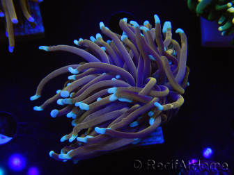 WYSIWYG Euphyllia glabrescens (Maricoltura acclimatata sotto LED) 8G3