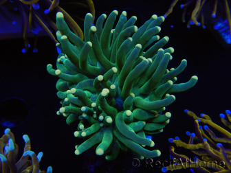 WYSIWYG Euphyllia glabrescens (Mariculture acclimaté sous LED) 8G6