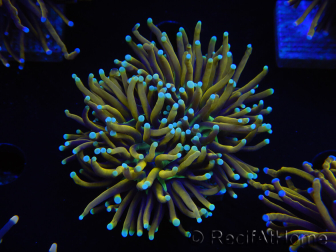 WYSIWYG Euphyllia glabrescens (Mariculture acclimated under LED) 8G7