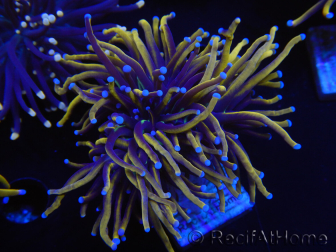 WYSIWYG Euphyllia glabrescens (Maricultura acclimatata sotto LED) 8H1