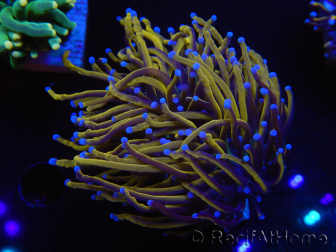 WYSIWYG Euphyllia glabrescens (Mariculture acclimated under LED) 8H2