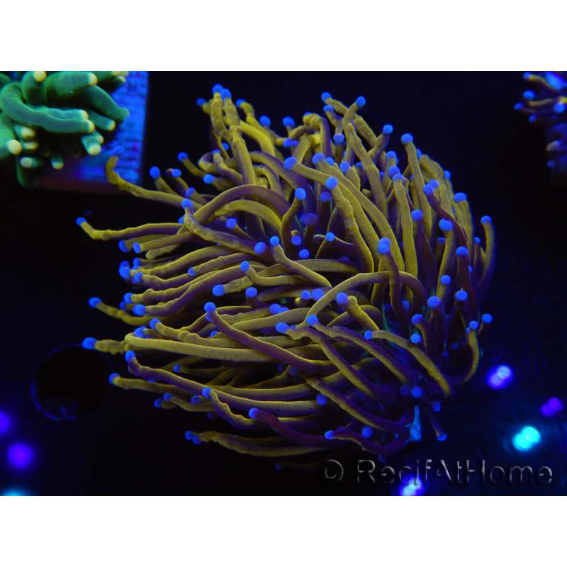 WYSIWYG Euphyllia glabrescens (Maricoltura acclimatata sotto LED) 8H2