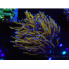 WYSIWYG Euphyllia glabrescens (Mariculture acclimaté sous LED) 8H2