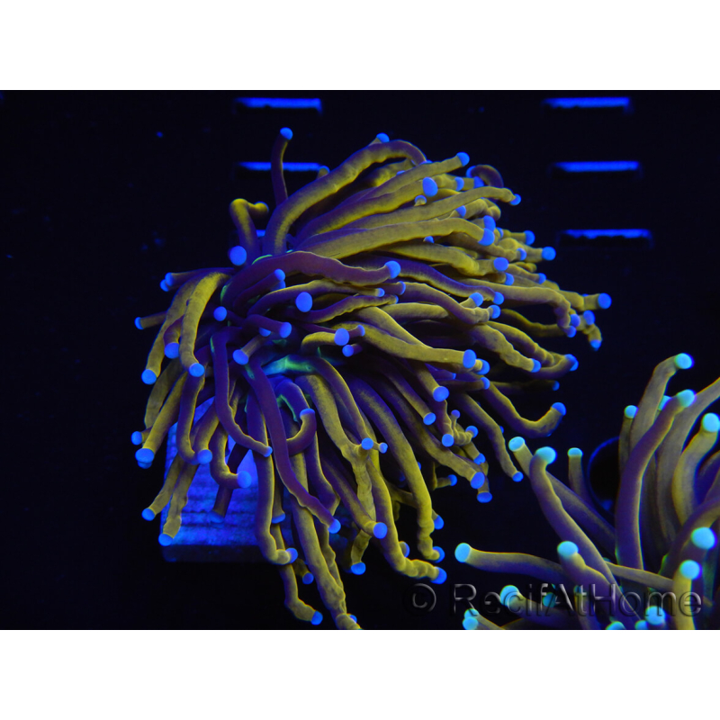 WYSIWYG Euphyllia glabrescens (Mariculture acclimaté sous LED) 8H3