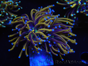 WYSIWYG Euphyllia glabrescens (Mariculture acclimated under LED) 8H4