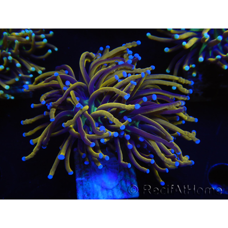 WYSIWYG Euphyllia glabrescens (Maricoltura acclimatata sotto LED) 8H4