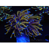 WYSIWYG Euphyllia glabrescens (Maricoltura acclimatata sotto LED) 8H4