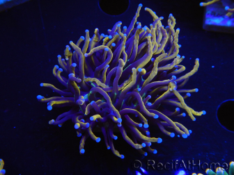 WYSIWYG Euphyllia glabrescens (Maricoltura acclimatata sotto LED) 8H5