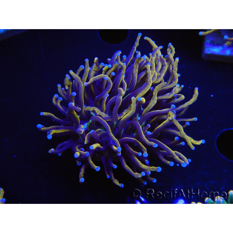 WYSIWYG Euphyllia glabrescens (Maricoltura acclimatata sotto LED) 8H5