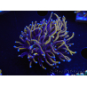 WYSIWYG Euphyllia glabrescens (Maricoltura acclimatata sotto LED) 8H5