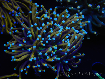 WYSIWYG Euphyllia glabrescens (Maricoltura acclimatata sotto LED) 8H6