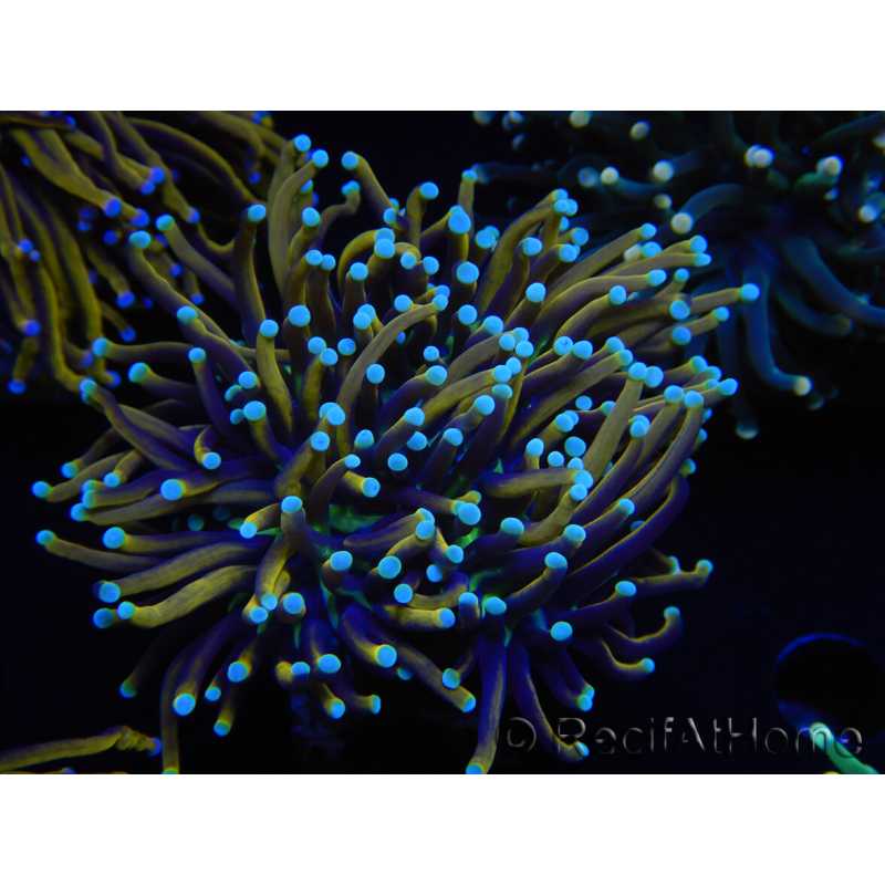 WYSIWYG Euphyllia glabrescens (Mariculture acclimaté sous LED) 8H6