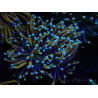 WYSIWYG Euphyllia glabrescens (Mariculture acclimaté sous LED) 8H6