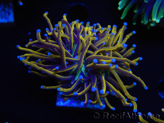 WYSIWYG Euphyllia glabrescens (Maricoltura acclimatata sotto LED) 8H7