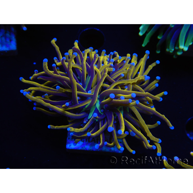 WYSIWYG Euphyllia glabrescens (Mariculture acclimaté sous LED) 8H7