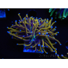 WYSIWYG Euphyllia glabrescens (Maricoltura acclimatata sotto LED) 8H7