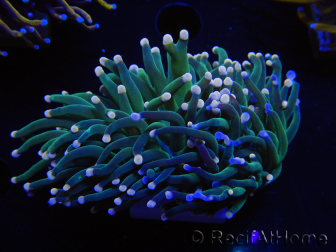 WYSIWYG Euphyllia glabrescens (Mariculture acclimaté sous LED) 8I1