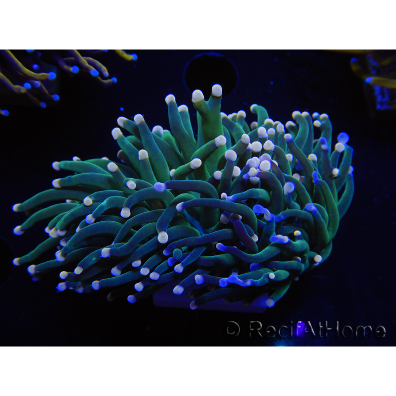 WYSIWYG Euphyllia glabrescens (Mariculture acclimaté sous LED) 8I1