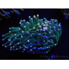 WYSIWYG Euphyllia glabrescens (Maricultura acclimatata sotto LED) 8I1