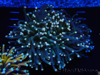 WYSIWYG Euphyllia glabrescens (Maricoltura acclimatata sotto LED) 8I2