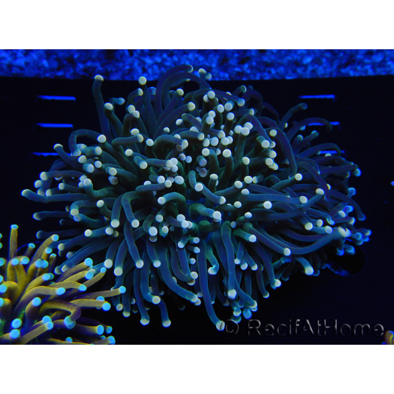 WYSIWYG Euphyllia glabrescens (Maricoltura acclimatata sotto LED) 8I2