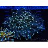 WYSIWYG Euphyllia glabrescens (Maricultura aclimatada bajo LED) 8I2