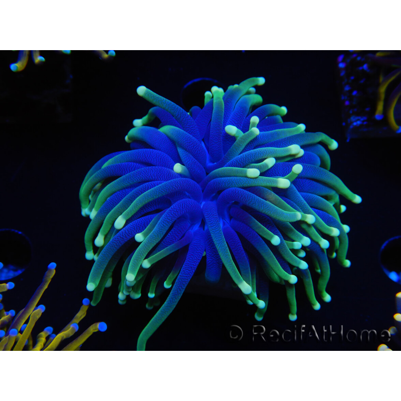 WYSIWYG Euphyllia glabrescens (Maricoltura acclimatata sotto LED) 8I3