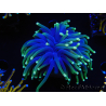 WYSIWYG Euphyllia glabrescens (Mariculture acclimaté sous LED) 8I3