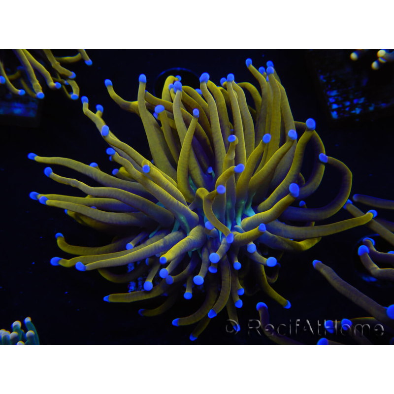 WYSIWYG Euphyllia glabrescens (Maricoltura acclimatata sotto LED) 8I4