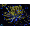 WYSIWYG Euphyllia glabrescens (Mariculture acclimaté sous LED) 8I4