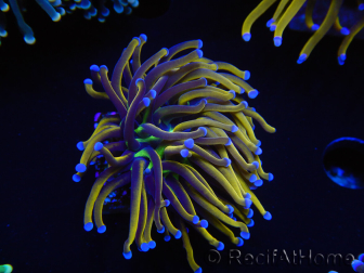 WYSIWYG Euphyllia glabrescens (Maricoltura acclimatata sotto LED) 8I5