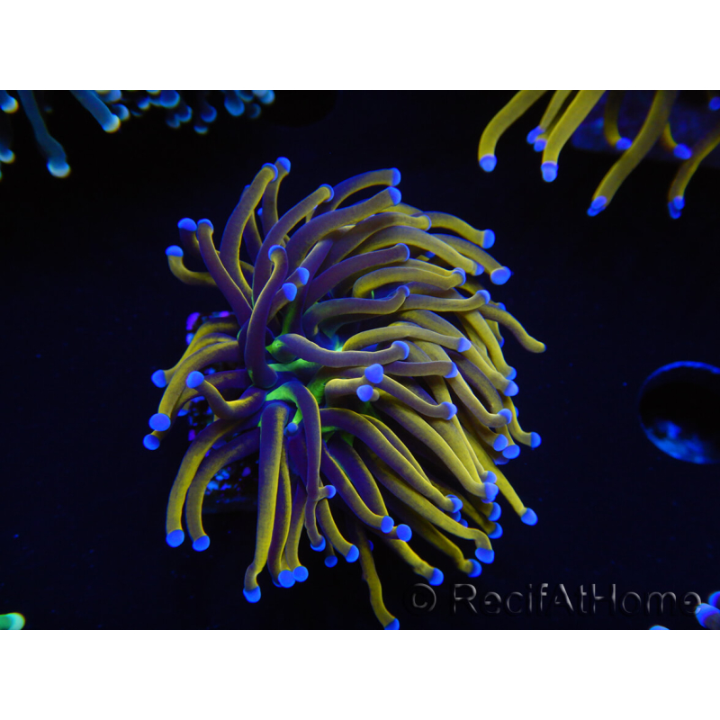 WYSIWYG Euphyllia glabrescens (Mariculture acclimaté sous LED) 8I5