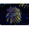 WYSIWYG Euphyllia glabrescens (Mariculture acclimaté sous LED) 8I5